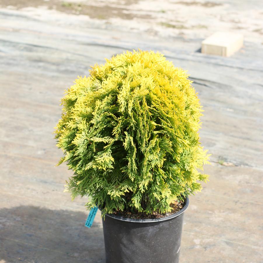 Thuja occidentalis Autumn Moon