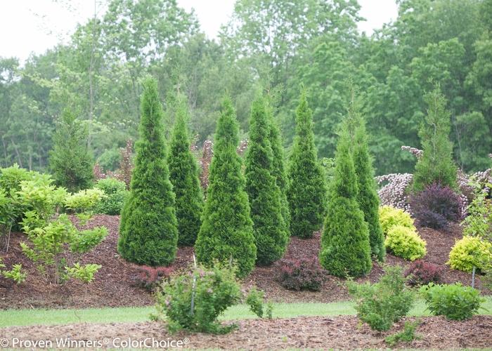 Thuja occidentalis North Pole&reg;
