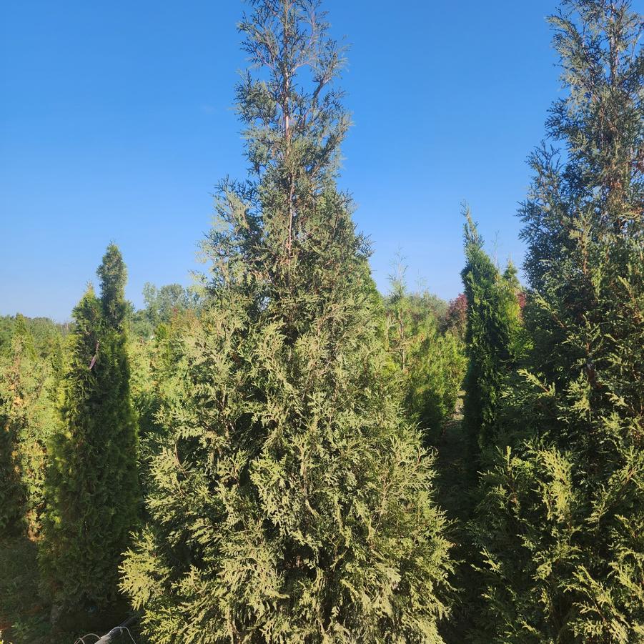 Thuja occidentalis Hetz Wintergreen