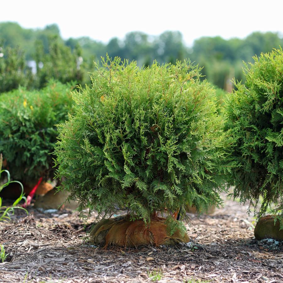 Thuja occidentalis Golden Globe (Aurea)