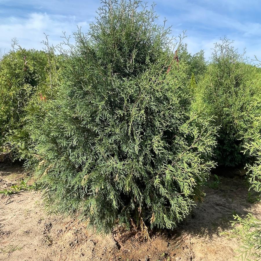Thuja occidentalis Techny (Mission)
