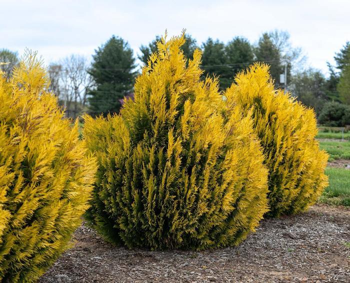 Thuja plicata Forever Goldy&trade;