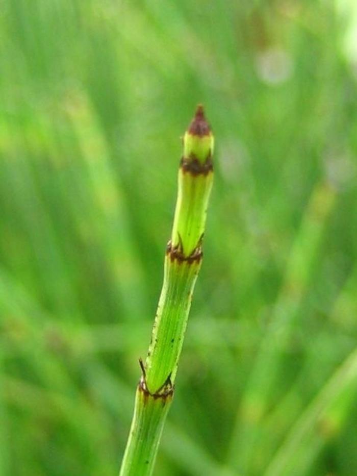 Equisetum hyemale 