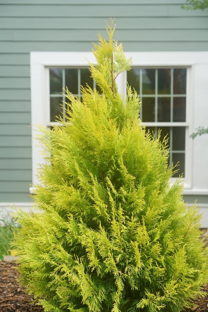 Thuja plicata Fluffy&reg;