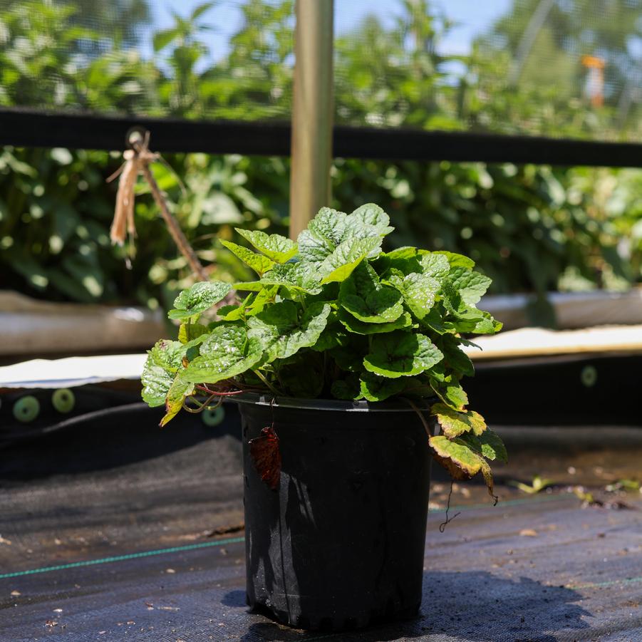 Tiarella cordifolia Brandywine