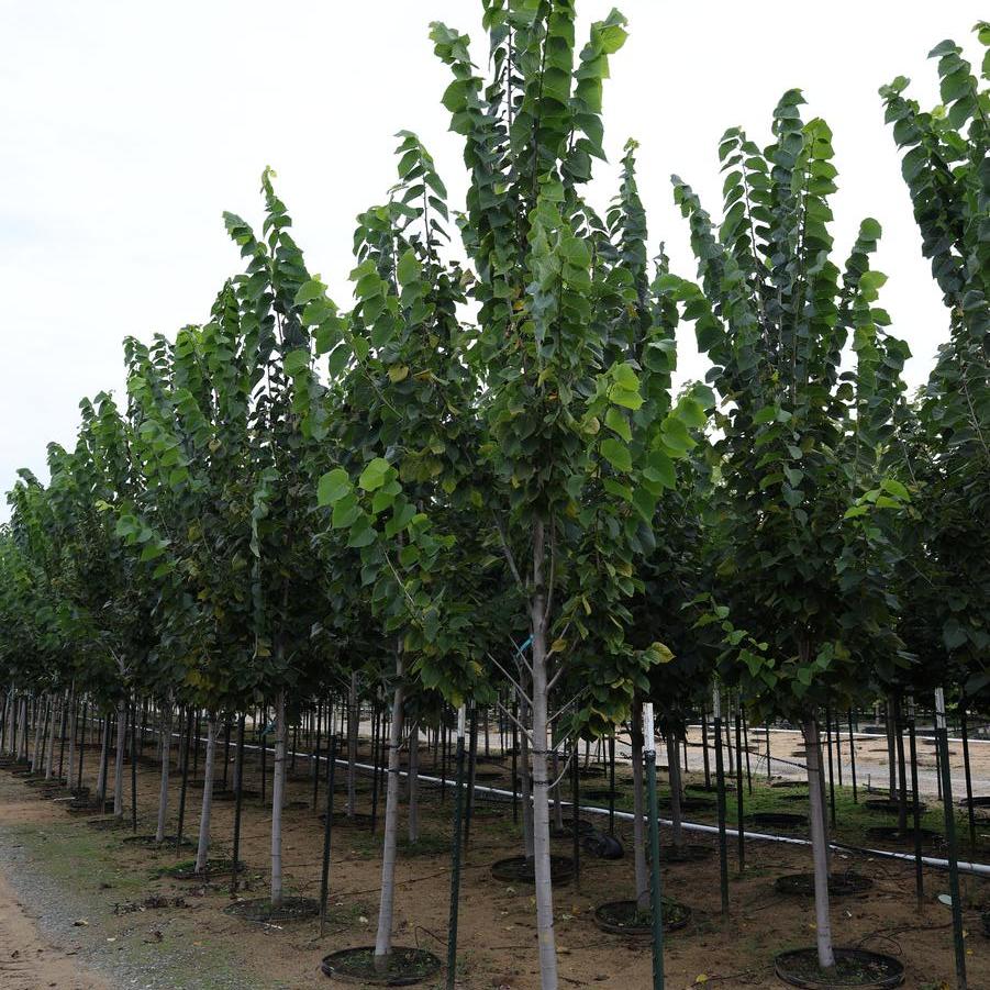 Tilia americana Boulevard