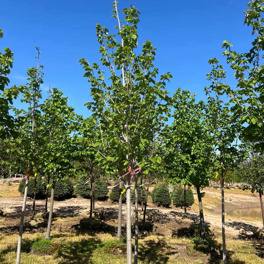 Tilia americana American Sentry&reg;