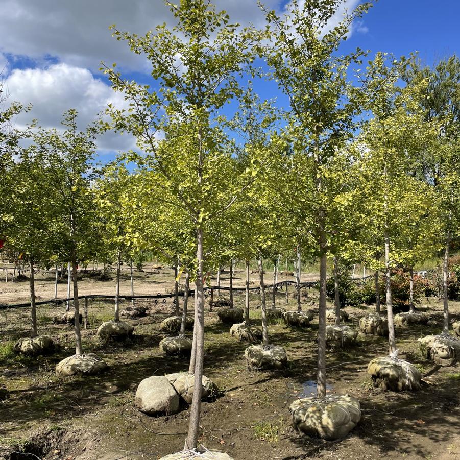 Tilia americana Redmond