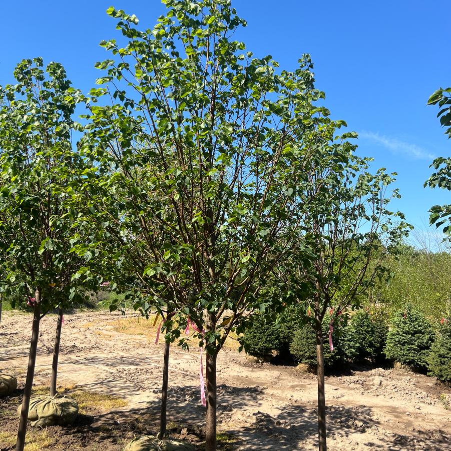 Tilia cordata Corinthian&reg;