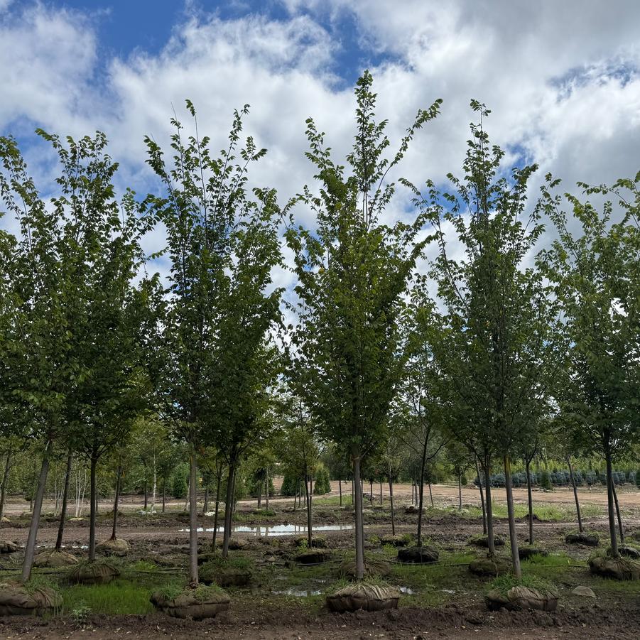 Ulmus americana Princeton