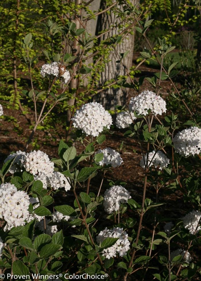 Viburnum carlesii Spice Baby&trade;