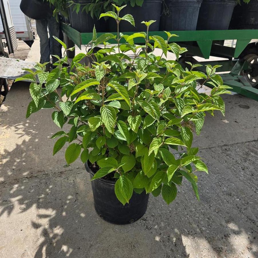 Viburnum plicatum f. tomentosum Mariesii