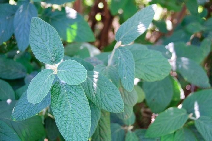 Viburnum x rhytidophylloides Willowwood
