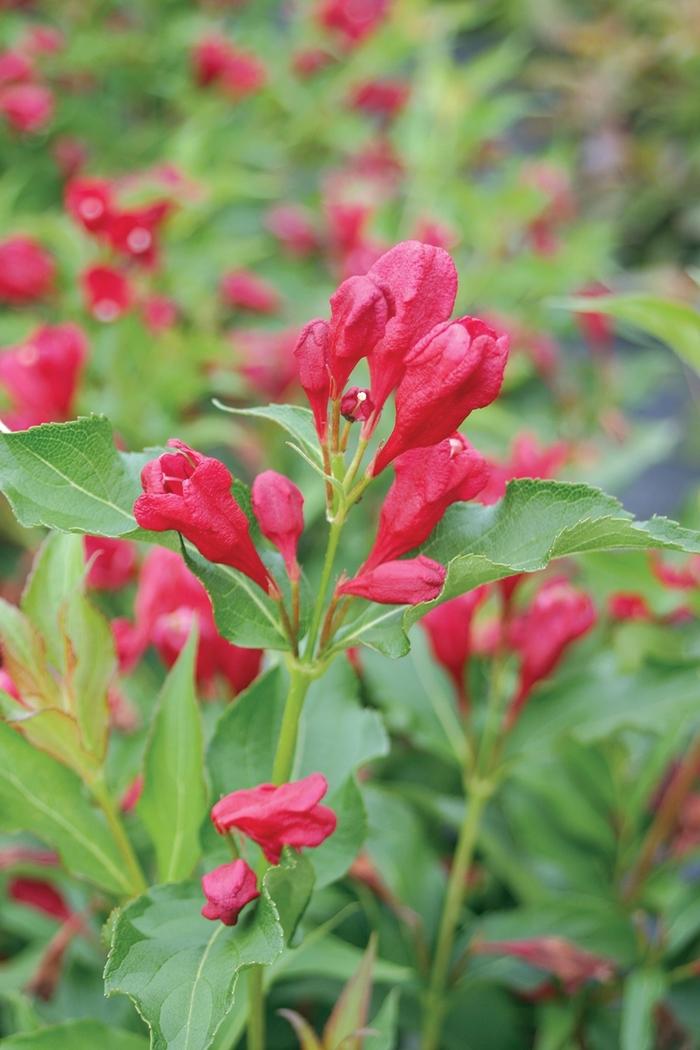 Weigela florida Sonic Bloom&reg; Red