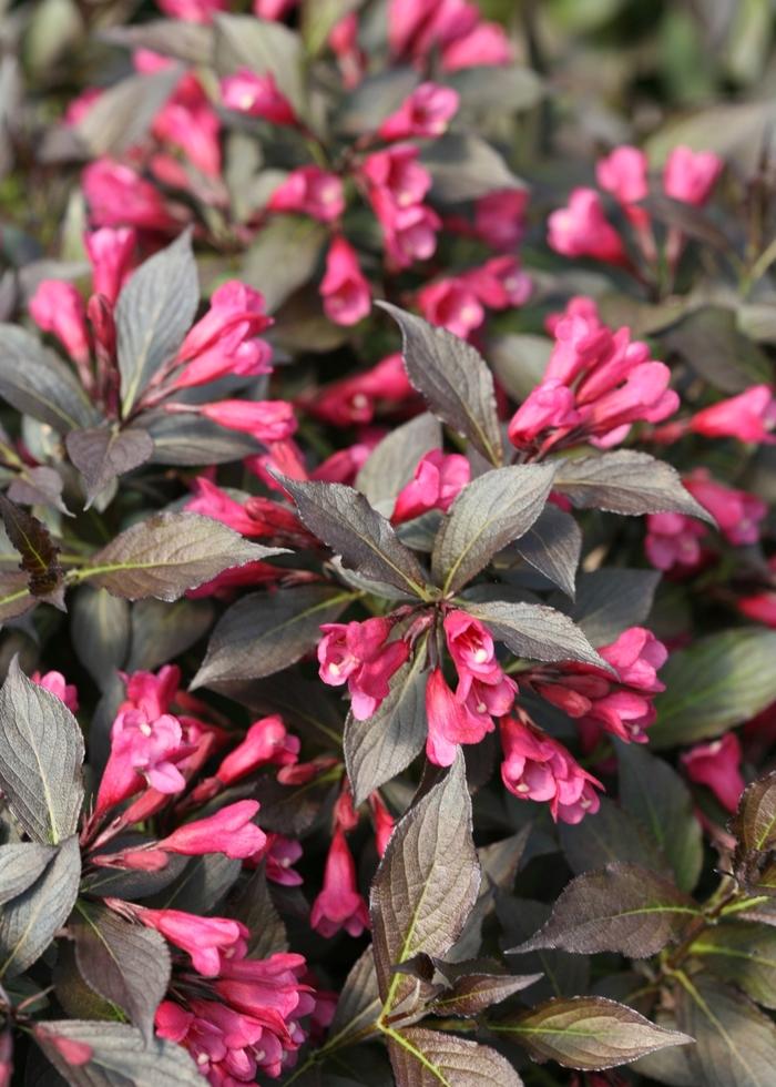 Weigela florida Spilled Wine&reg;