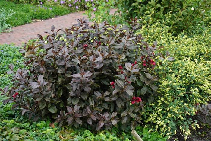 Weigela florida Shining Sensation&trade;