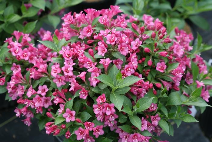 Weigela florida Snippet&reg; Dark Pink