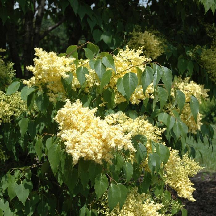 Syringa pekinensis Beijing Gold&trade;