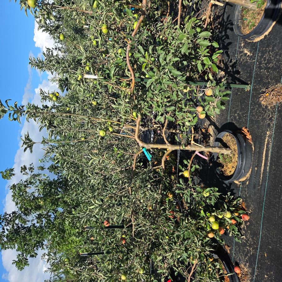 Malus domestica Espalier Apple