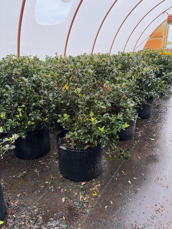 Ilex Blue Prince/Princess