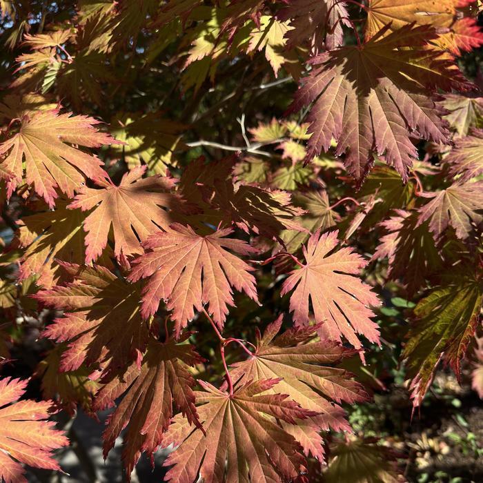 Acer shirasawanum Autumn Moon