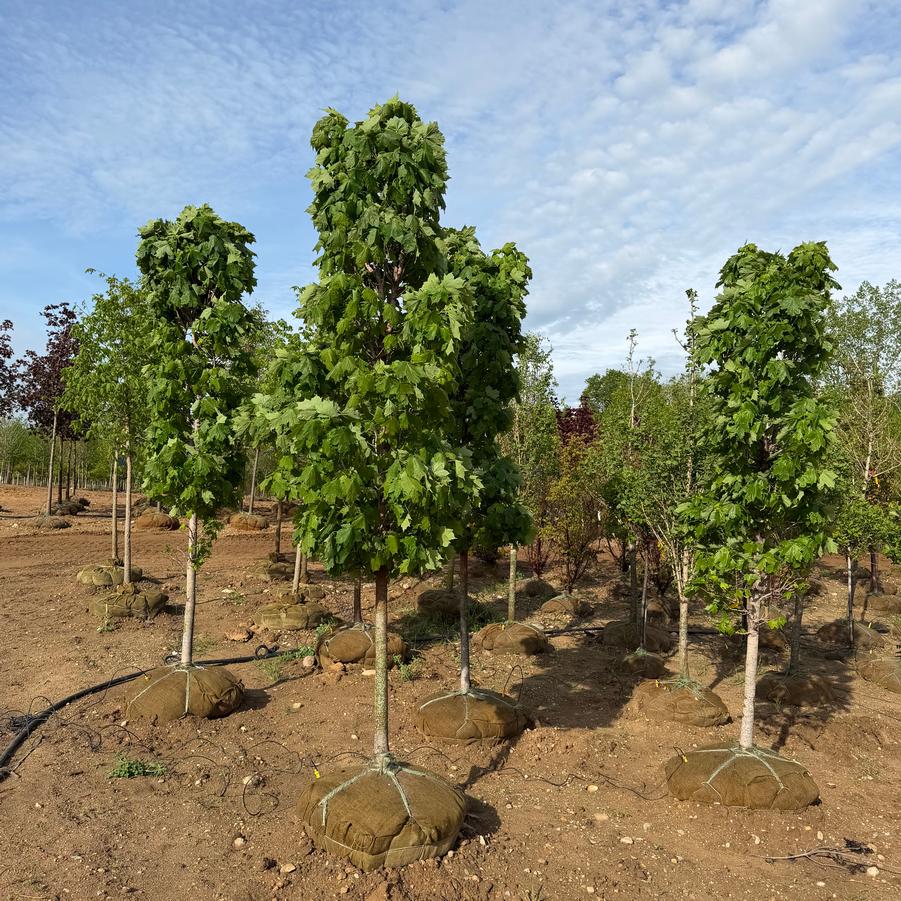 Acer saccharum Sugar Cone