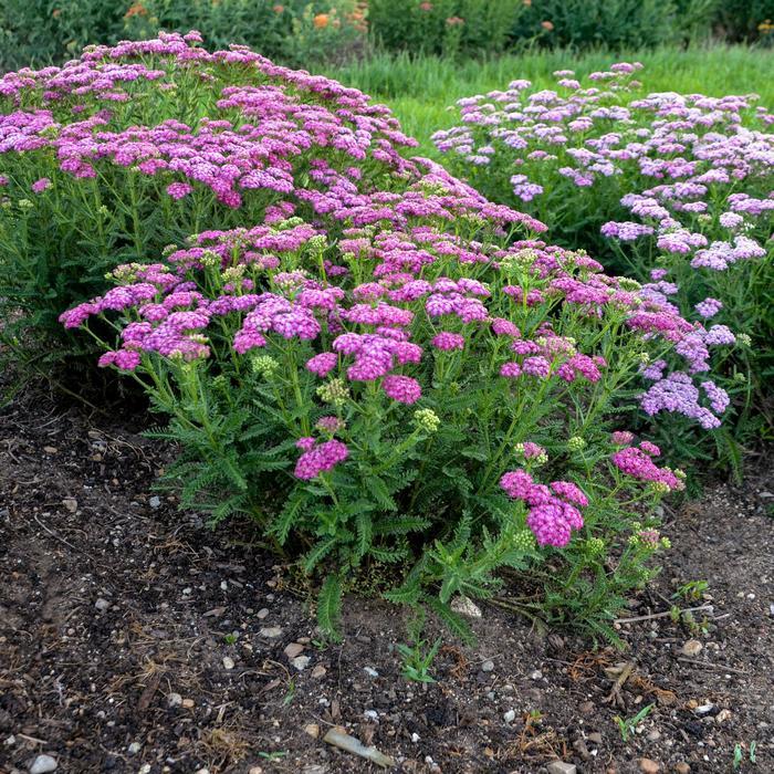 Achillea Firefly Fuchsia