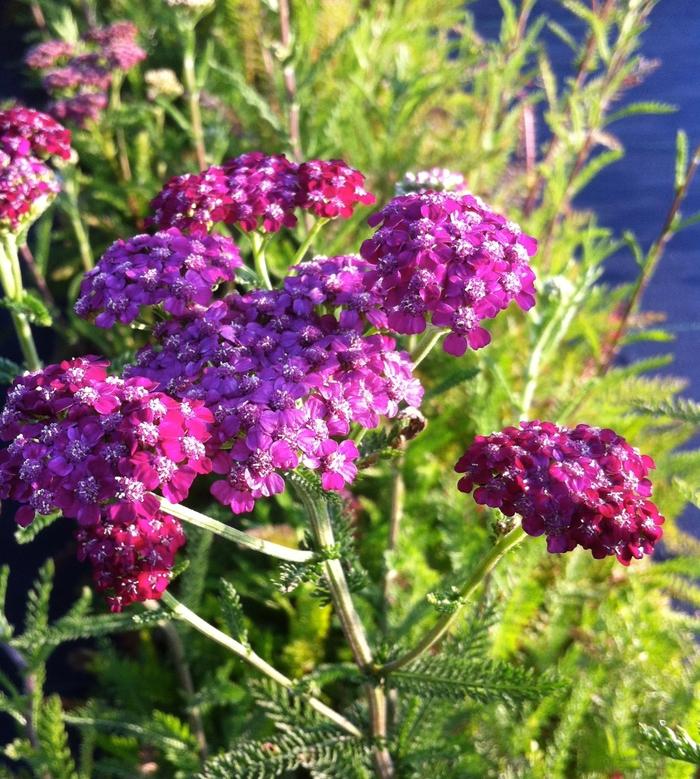 Achillea millefolium Cerise Queen (Kirschkonigin)