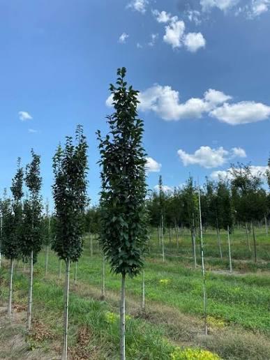 Carpinus betulus Lucas