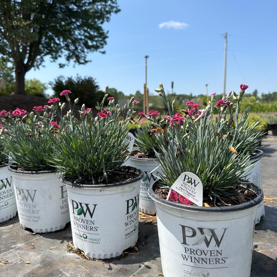 Dianthus Fruit Punch&reg; Black Cherry Frost