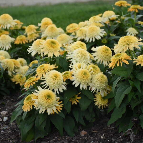 Echinacea Double Coded&trade; Butter Pecan