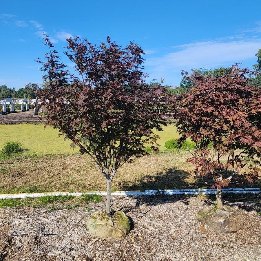 Acer palmatum 'Crimson Prince' - Japanese Maple from Great Lakes Landscape Supply