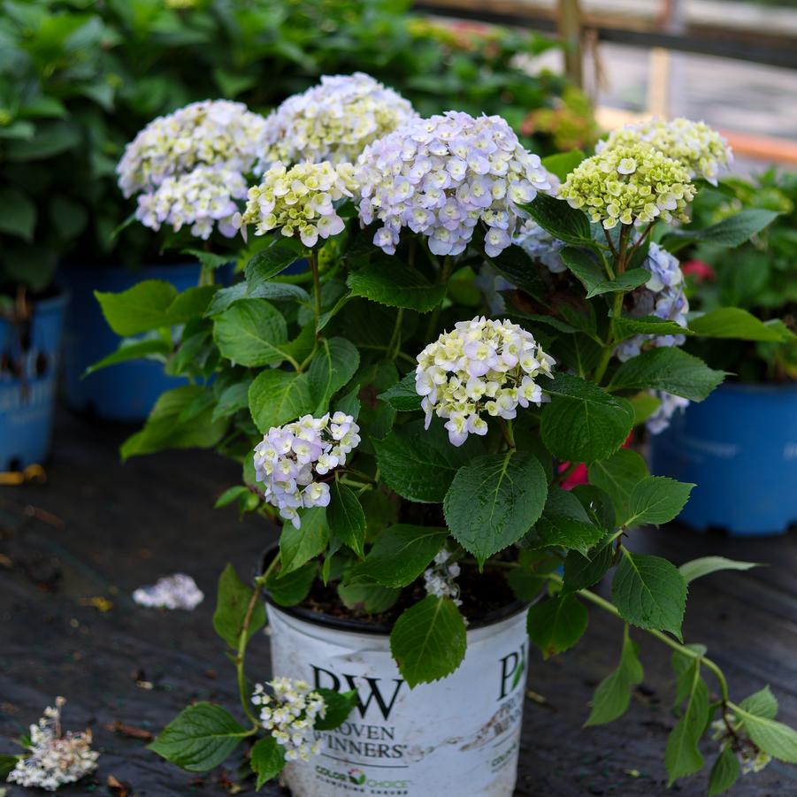 Hydrangea macrophylla Wee Bit Innocent&reg;