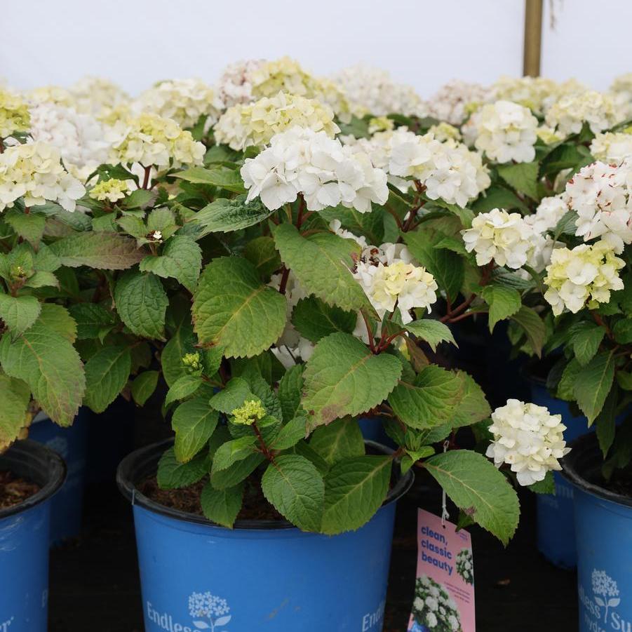 Hydrangea macrophylla Endless Summer® Dreamcloud®