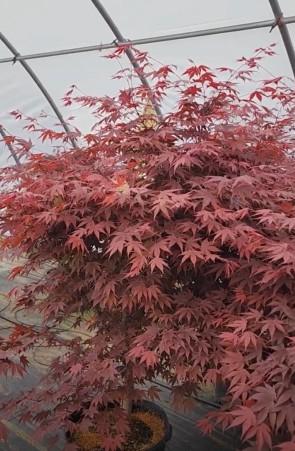 Acer palmatum 'Fireglow' - Japanese Maple from Great Lakes Landscape Supply