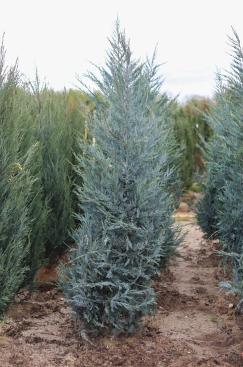Juniperus scopulorum Wichita Blue