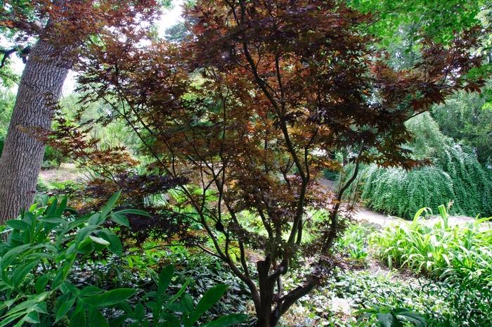 Acer palmatum Moonfire