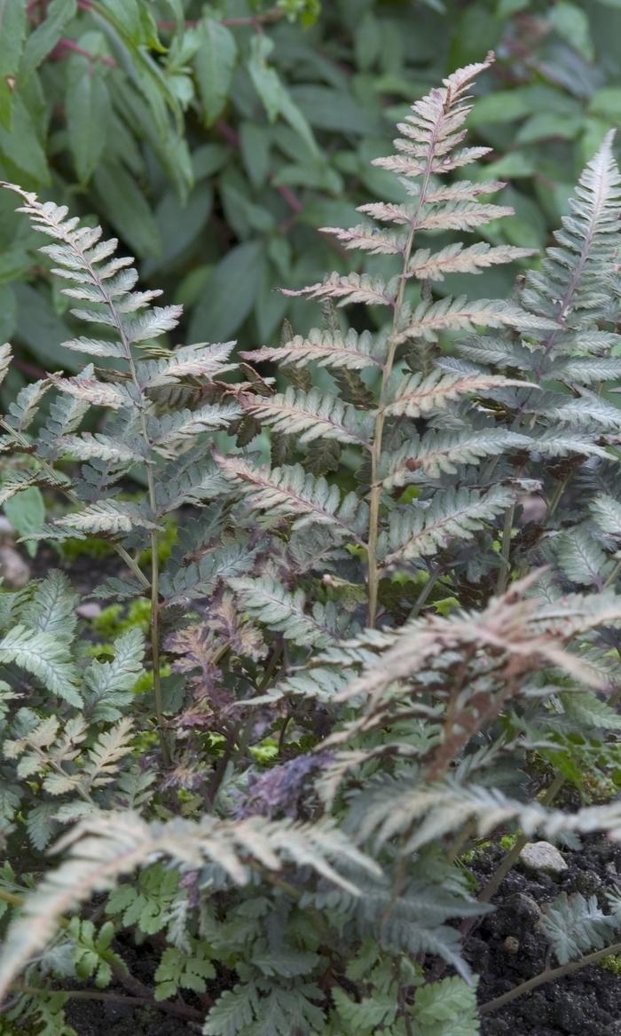 Athyrium niponicum Red Beauty