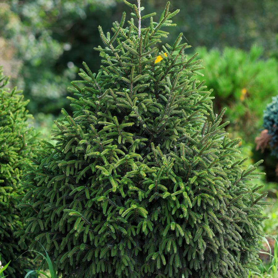 Picea orientalis Nigra Compacta