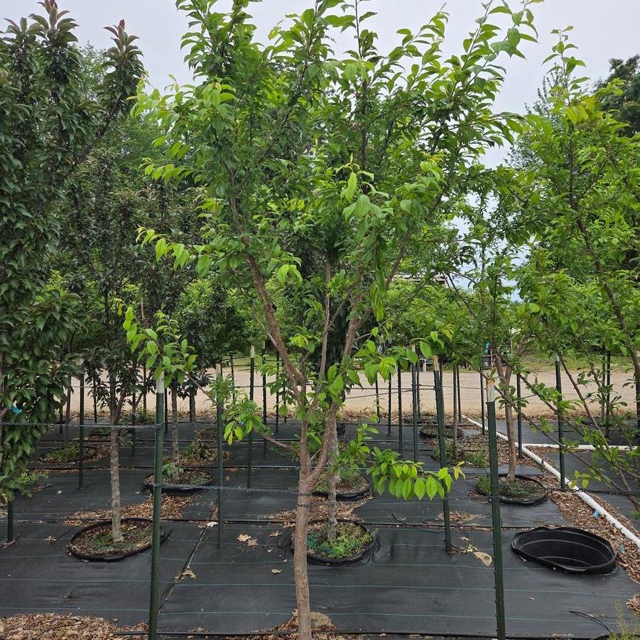 Prunus salicina Burbank