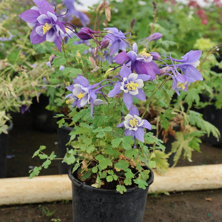 Aquilegia caerulea Kirigami&trade; Deep Blue and White