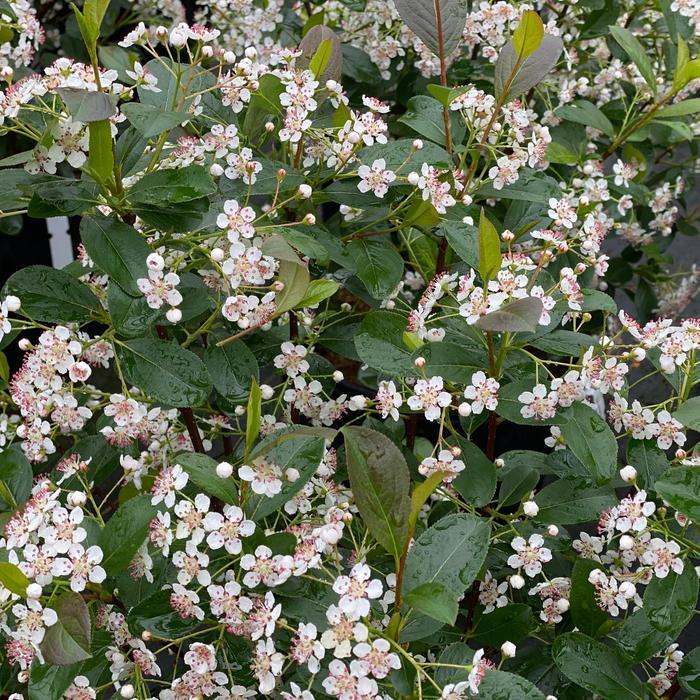 Aronia melanocarpa Low Scape Snowfire&reg;