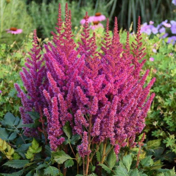 Astilbe chinensis Visions