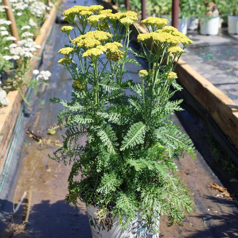Achillea Firefly Sunshine