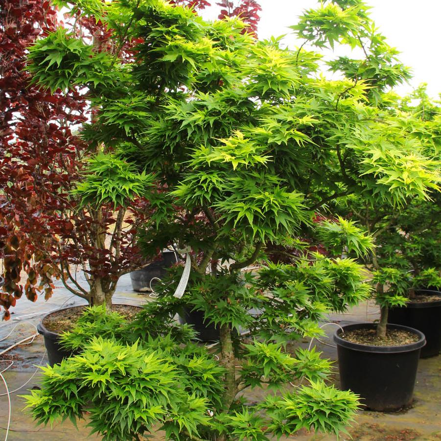 Acer palmatum 'Mikawa Yatsubusa' - Japanese Maple from Great Lakes Landscape Supply