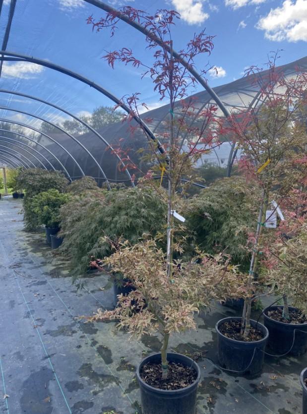 Acer palmatum Shirazz