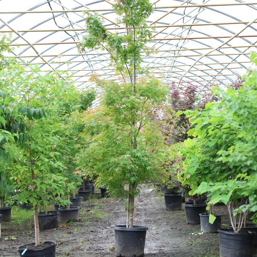 Acer palmatum Ukigumo