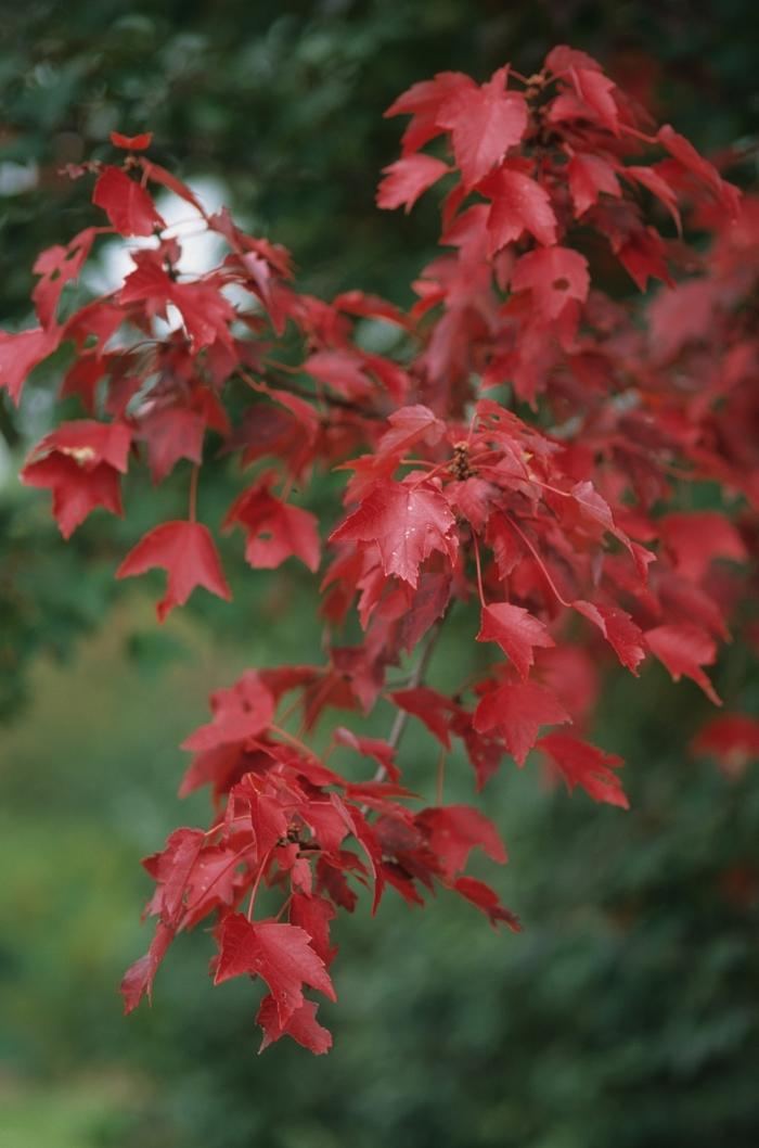 Acer rubrum Autumn Flame