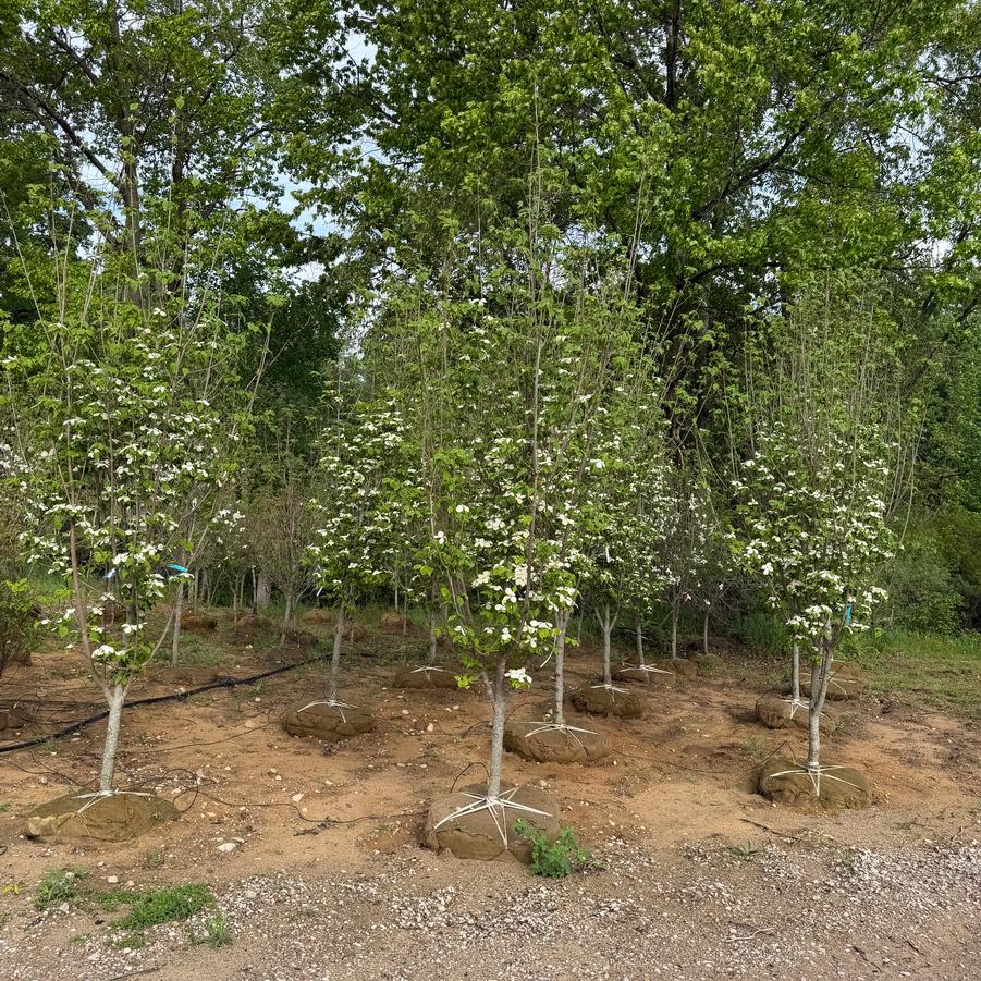 Cornus Constellation&reg;