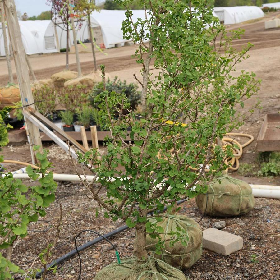 Ginkgo biloba Jade Butterflies